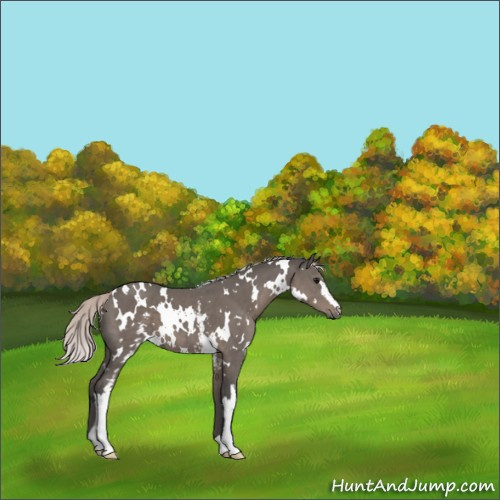 Horse Color:White Spotted Silver Black 