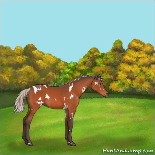 Horse Color:White Spotted Silver Brown 