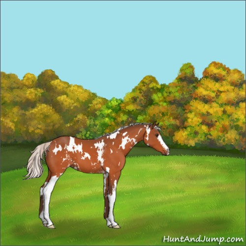 Horse Color:White Spotted Silver Brown 