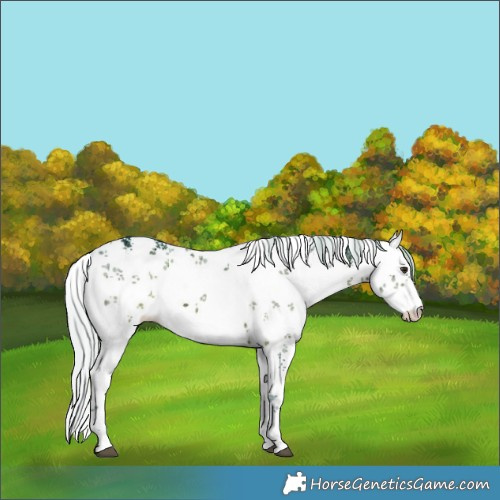 Horse Color:Watercolor White Spotted Silver Brown Ice Sabino 