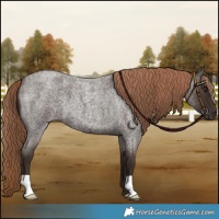 Horse Color:Liver Red Roan 