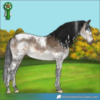 Horse Color:Gray Brown Dun Mushroom Splash Tobiano 
