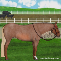Horse Color:Red Roan 