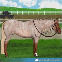 Horse Color:Red Roan 