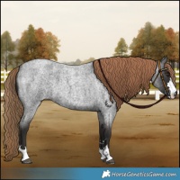 Horse Color:Liver Red Roan 