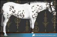 Horse Color:Grullo Tobiano Leopard 