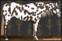 Horse Color:Liver Chestnut Near Leopard 