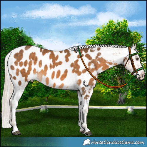 Horse Color:Chocolate Palomino Appaloosa 