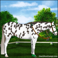 Horse Color:Liver Chestnut Sabino Splash Appaloosa 