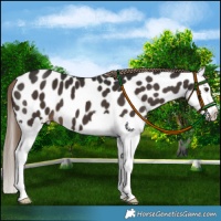 Horse Color:Liver Chestnut Sabino Splash Leopard 