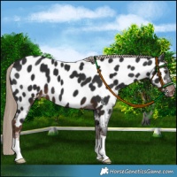 Horse Color:Liver Chestnut Near Leopard 