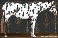 Horse Color:Liver Chestnut Near Leopard 