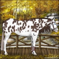 Horse Color:Liver Red Roan Splash Near Leopard 