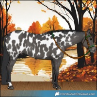 Horse Color:Black Near Leopard 