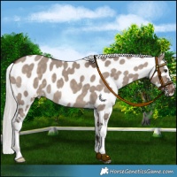 Horse Color:Silver Brown Dun Mushroom Near Leopard 