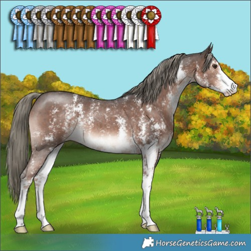 Horse Color:Liver Chestnut Mushroom Sabino 