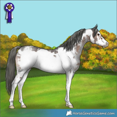 Horse Color:Liver Chestnut Mushroom Sabino Frame 