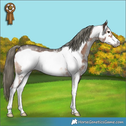 Horse Color:Liver Chestnut Mushroom Sabino Frame 