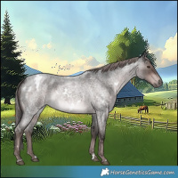 Horse Color:Platinum White Spotted Liver Red Roan 