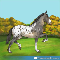 Horse Color:Buckskin Sabino Appaloosa 