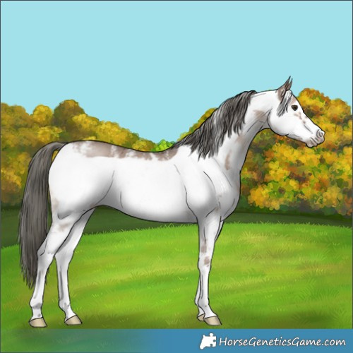 Horse Color:Liver Red Dun Mushroom Sabino Frame 