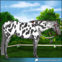 Horse Color:Black Blanket 