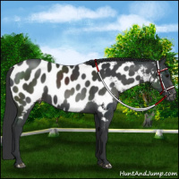 Horse Color:Black Appaloosa