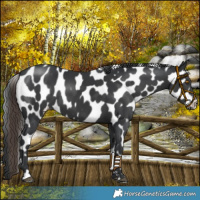 Horse Color:Black Appaloosa 