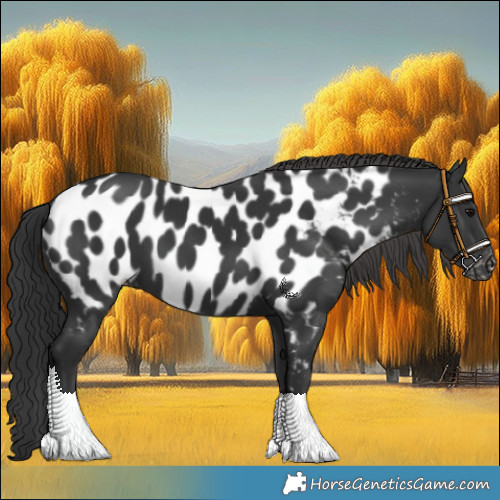 Horse Color:Black Appaloosa 