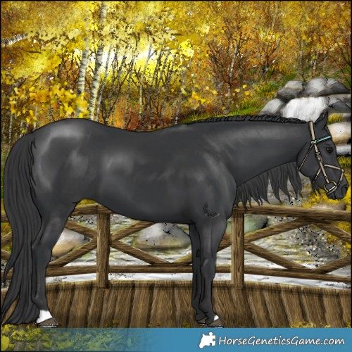 Horse Color:Black 