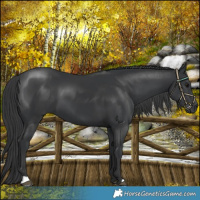 Horse Color:Black 