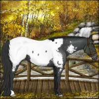 Horse Color:Black Appaloosa 