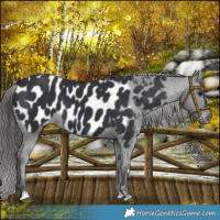 Horse Color:Black Blanket 