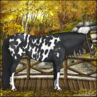 Horse Color:Black Appaloosa 