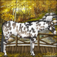 Horse Color:Blue Onyx Near Leopard