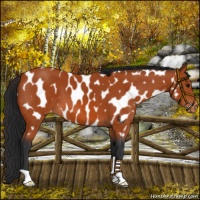 Horse Color:Bay Near Leopard