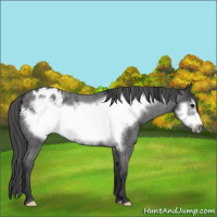 Horse Color:Blue Roan Frame Appaloosa