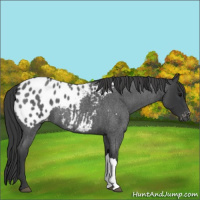 Horse Color:Blue Roan Appaloosa 