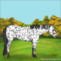 Horse Color:Blue Roan Near Leopard 