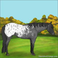 Horse Color:Blue Roan Appaloosa 