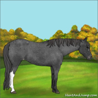 Horse Color:Blue Roan Varnish 