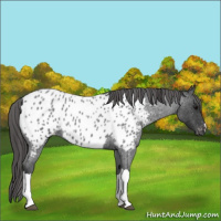 Horse Color:Blue Roan Near Leopard 