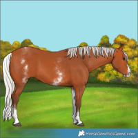 Horse Color:White Spotted Silver Bay Splash 