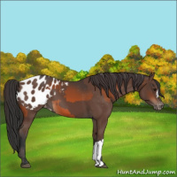 Horse Color:Bay Appaloosa  and Bay Appaloosa 