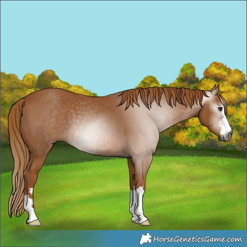 Horse Color:Gray Chestnut 