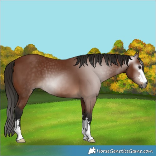 Horse Color:Gray Bay