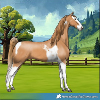 Horse Color:Chestnut Splash Tobiano 