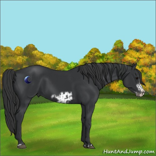 Horse Color:Black  and Black Frame 