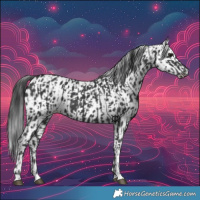 Horse Color:Black  and Black Leopard 