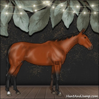 Horse Color:Gray Bay 